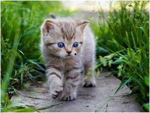 娱乐吃瓜小猫咪微博